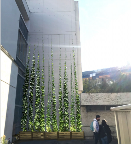 culture du houblon à Paris